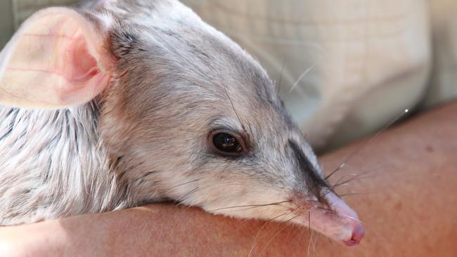 One of Dreamworld’s bilbies. Photo: Mike Batterham