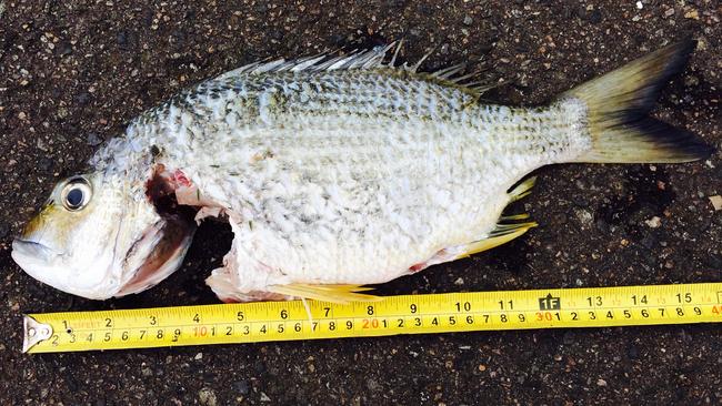 biggest yellowfin bream