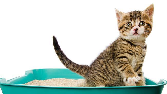 Pet insurance usually does not cover preventive care. Picture: iStock