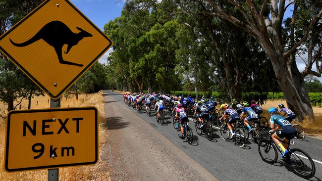 The peloton rides past vineyards in the hills. Picture: Tim de Waele/Getty Images