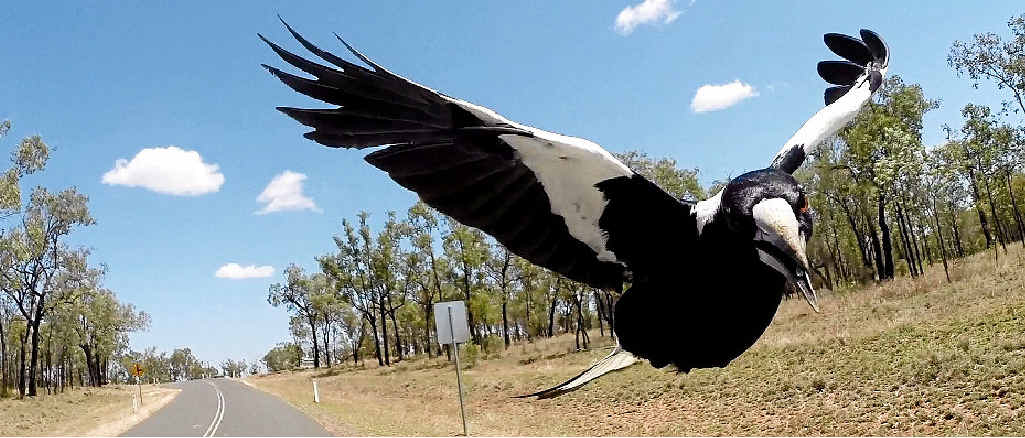 Magpie rescue by Essential Energy, Bega District News