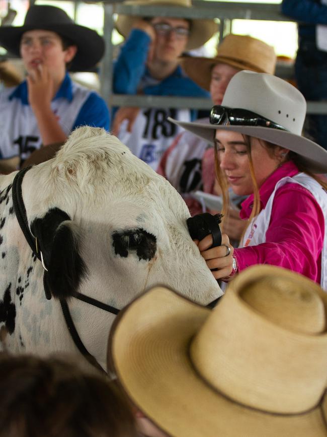 Jessica Warren presents one of her cattle for a lesson.