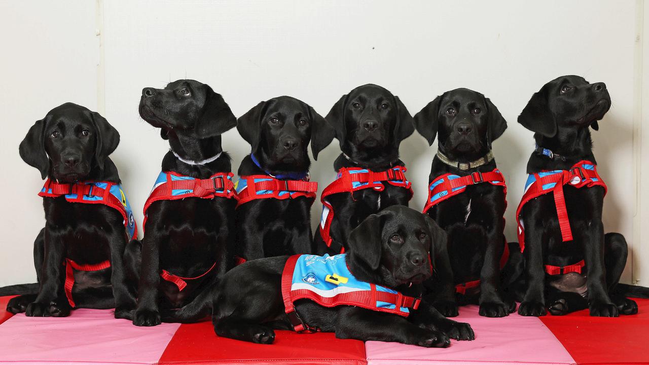 Doggone clever: First day of puppy school for special seven