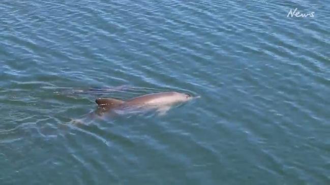 Dolphin mum and baby in the Port River