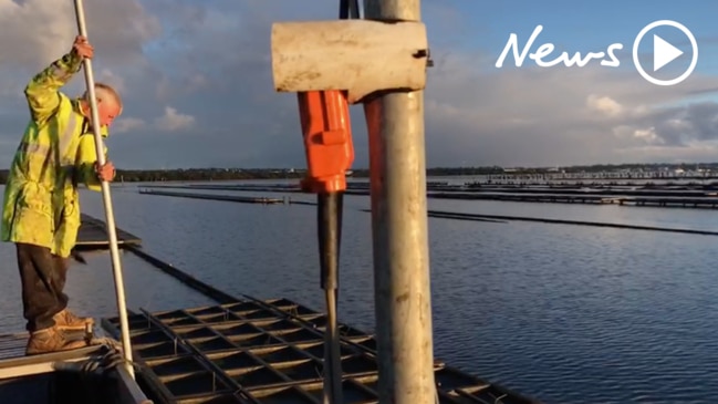 Farming oysters on Sydney's shores
