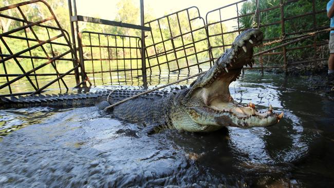 Catching a croc can be a difficult task