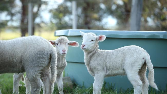 Good seasonal conditions are spurring on a rebuild of the Australian sheep flock following years of crippling drought, new data from Meat &amp; Livestock Australia suggests. Picture: Alan Barber