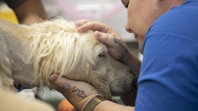 Vet nurse manager, Kirstie Hayward, comforts dog attack victim, Havoc. Picture: Mark Cranitch