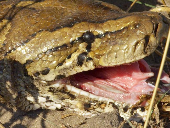 *ONE TIME WEB USE ONLY* *CONTACT NETWORK PIC DESK FOR PRINT RIGHTS* PIC FROM MATTO BARFUSS / CATERS NEWS - (PICTURED: The snake happy with his capture ) - Of the many things to trip over while trekking in Botswana, one steenbok managed to find one of the worst. Strolling along in high grass by Botswanas Kwando river, the unsuspecting antelope fell afoul of a large python, who had been eyeing it up for dinner. When the steenbok brushed past, the python made its move and latched on to its hind legs. The epic struggle was captured by Matto Barfuss, 44, who only realised what was going on when he noticed the commotion the steenbok and python were causing. SEE CATERS COPY.