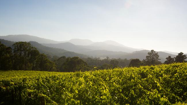 Pizzini Wines vineyard in the King Valley in Victoria's high country.