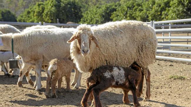 A ewe nurses her lamb at the Awassi Queensland sheep cheesery at Grantham. Picture: Dominic Elsome