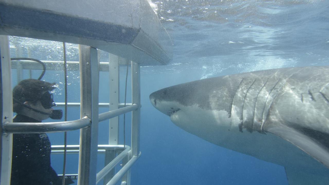 Best place to dive with great white sharks | escape.com.au