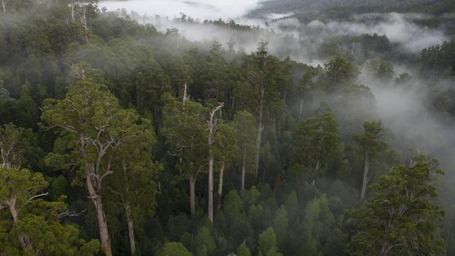 The Weld Valley, which is part of the World Heritage listed forest area. Picture: BILL HATCHER