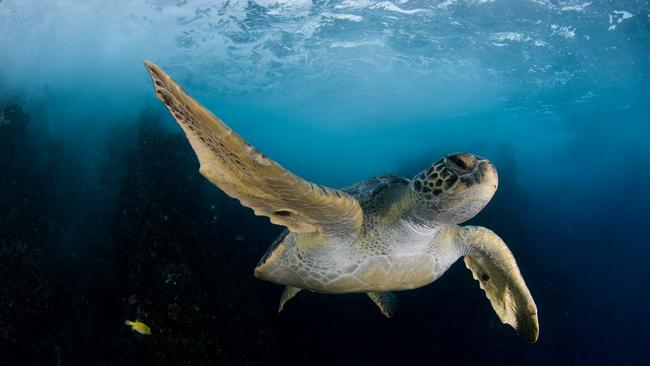 National Geographic - Symphony For Our World, a breathtaking musical journey coming to HOTA on May 25.  A green turtle photographed at Costa Rica's Cocos Island during the 2009 expedition to the island and its seamounts, which are considered a biodiversity hotspot.