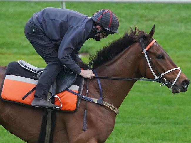 Mugatoo ridden by John Allen during trackwork at Moonee Valley Racecourse on October 17, 2020 in Moonee Ponds, Australia. (Scott Barbour/Racing Photos via Getty Images)