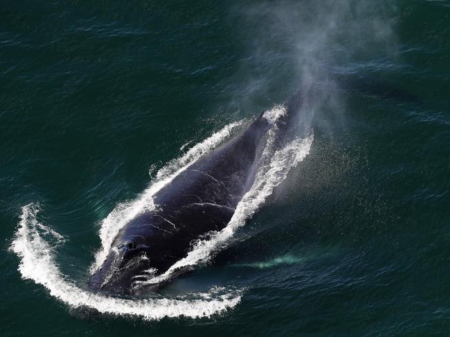 Whales frolick off Brunswick Heads during a helicopter flight along the beaches from the Gold Coast to Ballina. Picture: Adam Head