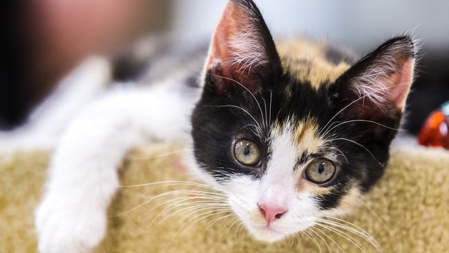 Maneki Neko Cat Rescue in Preston received a grant to help with desexing and microchipping rescued cats. Picture: Sarah Matray