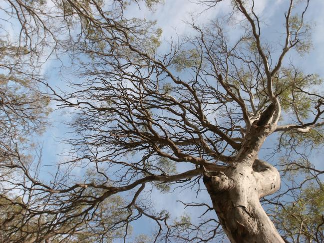 Dead and dying red gum trees cut off from the Murray River, north of Swan Hill.