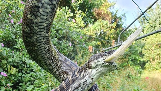 A happy carpet python with a belly full of cockatoo. Photo: Sunshine Coast Snake Catchers 24/7.