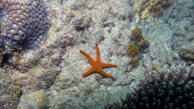 Normanby Island is brimming with sea life including coral, fish and crustaceans as a resilient and bustling part of the Great Barrier Reef in Far North Queensland. PICTURE: JULIANA RESTREPO VILLEGAS