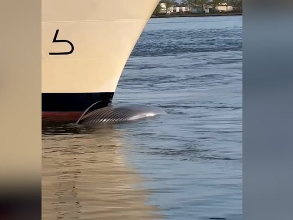 Cruise ship docks at New York City port with13-metre dead endangered whale caught on its bow.