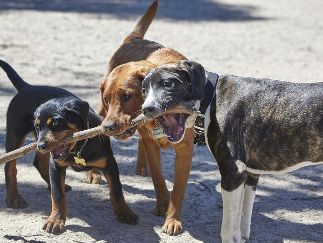 Dogs playing in park. Picture: Supplied