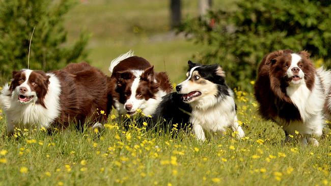 Fastest sales border collie