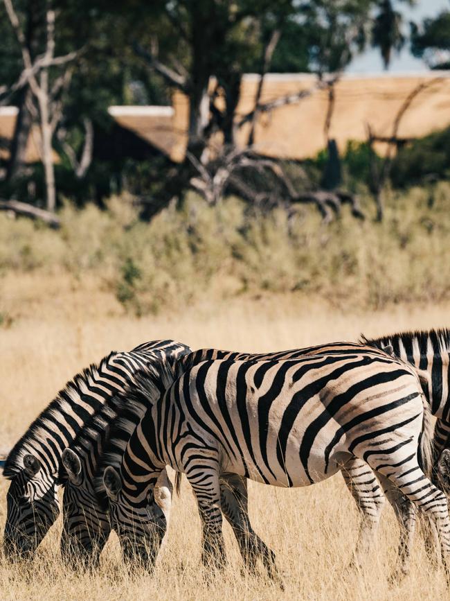 Zebras graze in front of the camp.