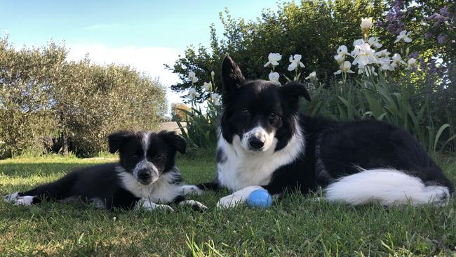 Border Collie Ted (10) and his little sister Pip (10 weeks).