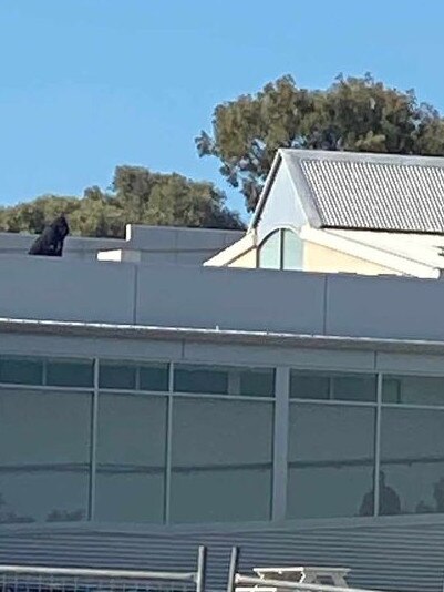 Police were seen trying to get the man off the roof at the Christies Beach Hotel. Picture: Supplied