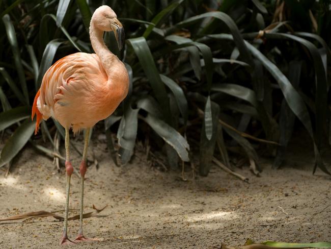 Chile the Chilean Flamingo at Adelaide Zoo. Picture: Adrian Mann / Zoos SA