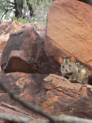 Homemaker ... One of the Western Quolls at a rocky outcrop it has made its home. Picture: Cassandra Holt