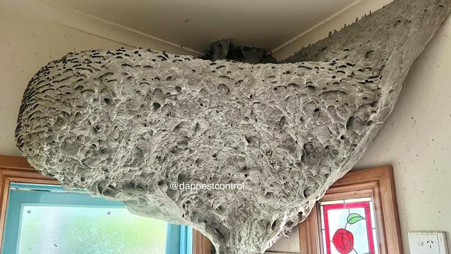 The wasps’ nest found in a Melbourne home. Picture: Facebook