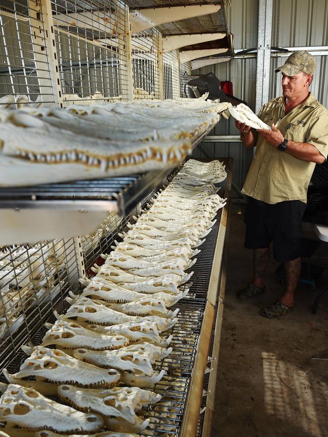 2015: Croc Stock and Barra owner Aaron Rodwell with some skulls in progress at his Humpty Doo workshop. Picture: Aaron Burton