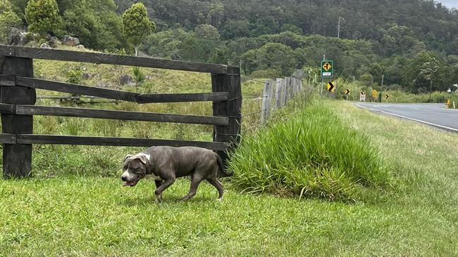 Sightings of domestic dogs roaming Kyogle Rd in Murwillumbah near where local residents' chickens were slaughtered.