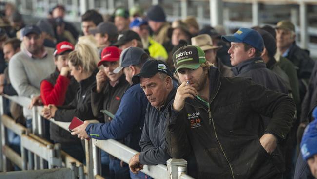 Producers and saleyard operators alike are calling for industry support as costs mount. Picture: Zoe Phillips