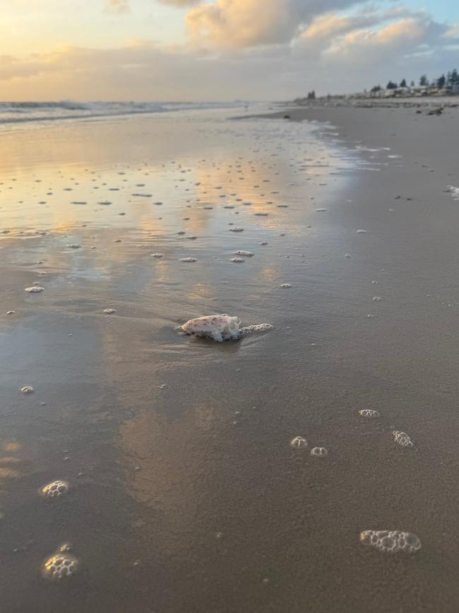 Dead fish and birds have appeared on the shore of popular beaches in South Australia. Picture: Facebook
