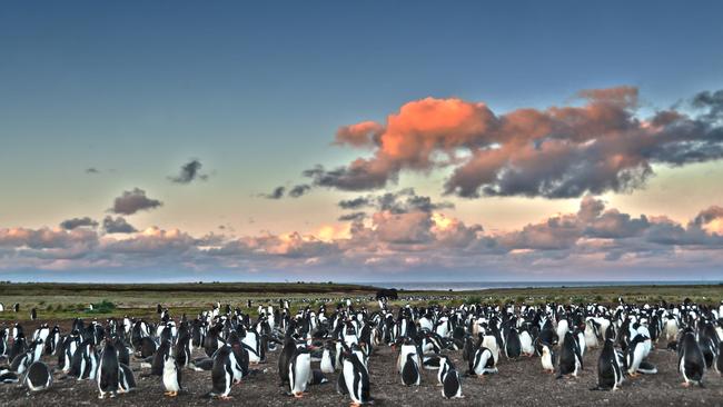 An HDR composite photo of a Gentoo penguin colony at Sunset on Sea Lion Island, Falkland Islands, at sunset. Picture: iStock Sarah Nicholson polar cruising, Escape