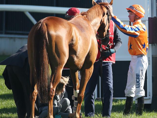 Gingernuts has a bandage applied to his near fore leg. Picture: Michael Klein