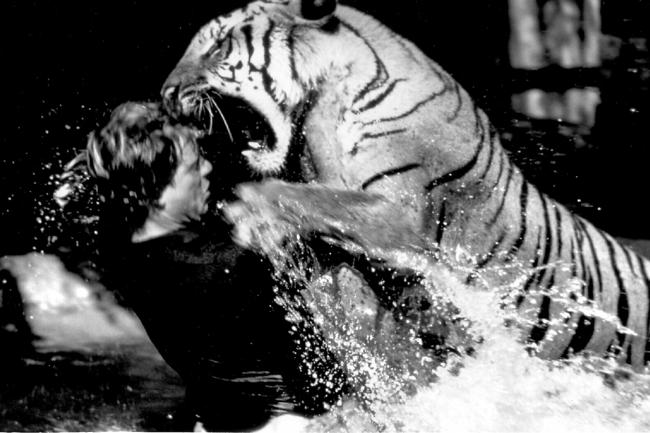 Bengal tiger wrestles with trainer at Tiger Island, Dreamworld