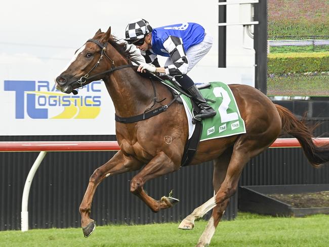 Monty Be Quick can start his campaign on a winning note at Wyong. Picture: Bradley Photos