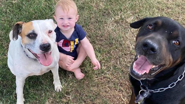 Family horrified to find dogs poisoned in their own backyard