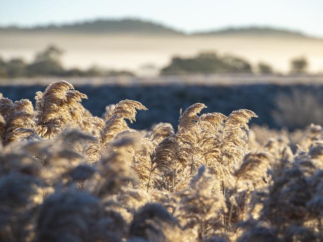 NEWS: Frost. Frosty morning in LancefieldPICTURED: Frost. Frosty morning in LancefieldPicture: Zoe Phillips