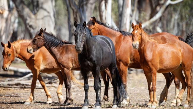 Barmah’s brumbies are set to be trapped and sold. Picture: Mark Stewart