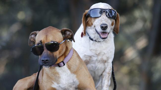 Mack and Viola the dogs became accidental stoners. Picture: David Caird