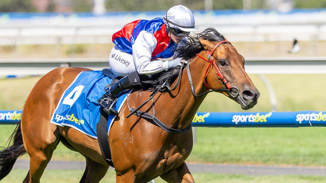 Wild Imagination wins the Listed Premier's Plate at Morphettville on Saturday. Picture: Makoto Kaneko