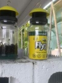 A Wynnum local recommended the trusty fly trap from Bunnings for combating the swarms of flies. Picture: Malika Young.