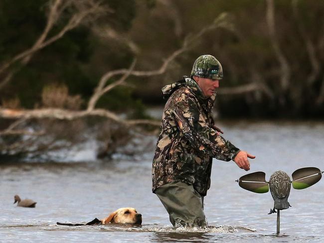 Duck hunting season opening , Heart Morass  State Game Reserve, Sale, Picture Yuri Kouzmin