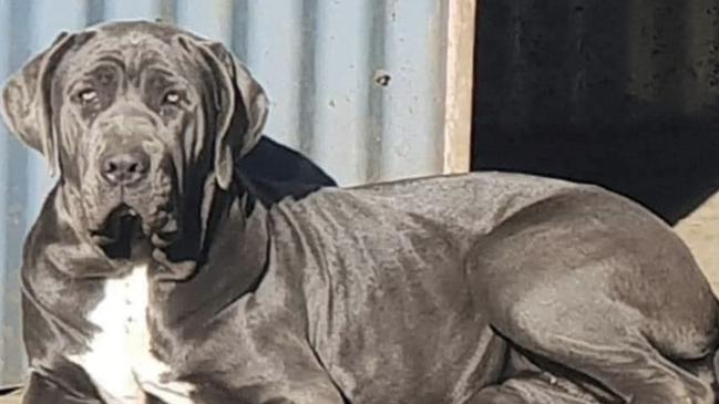 'Sadie' the Bull Mastiff cross was rescued from up a tree where he was for three days during the Lismore floods on March 2, 2022. Picture: Fire and Rescue NSW