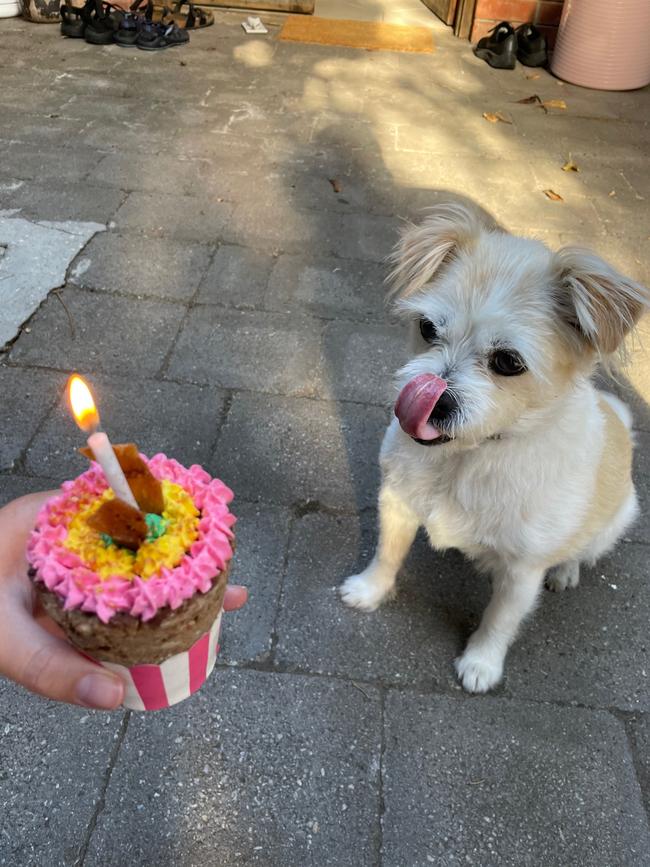 Heidi the Australian terrier, sent in by Bruce Nielsen, Ascot Park.